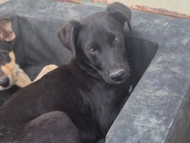 Adotta un cane, taglia grande, femmina, Ragusa