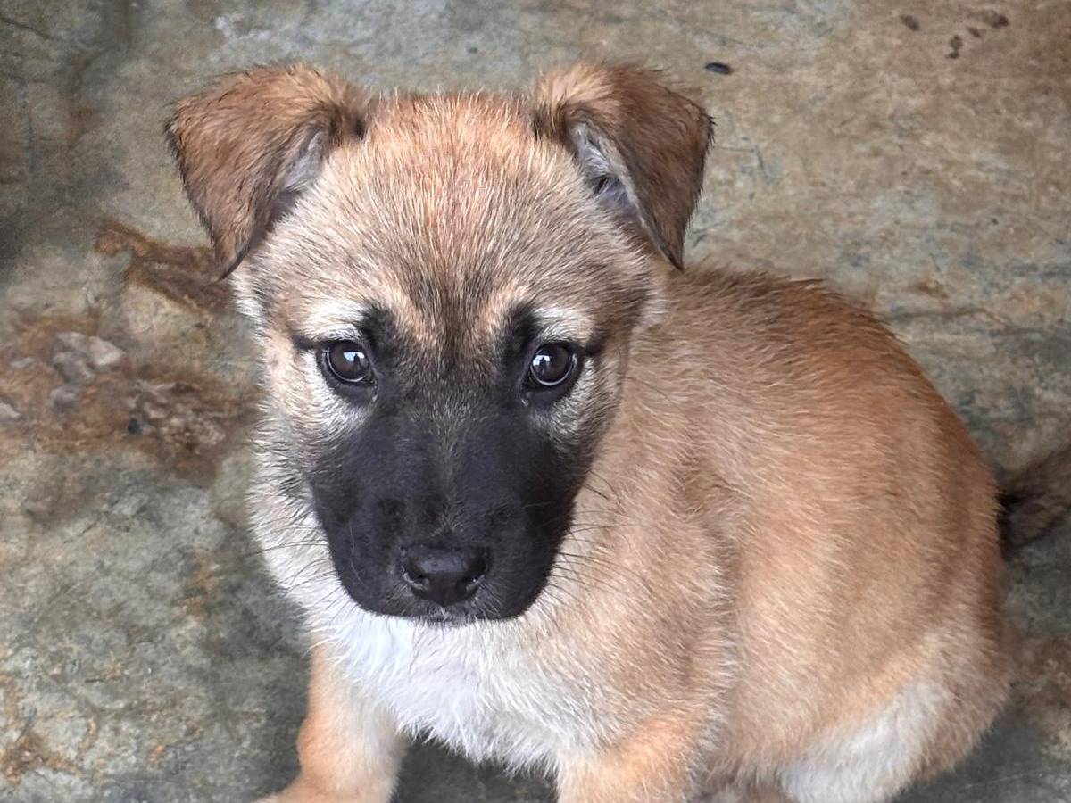 Adozione cane, femmina, Razza sconosciuta Razza sconosciuta, 3 mesi, taglia media, Ragusa