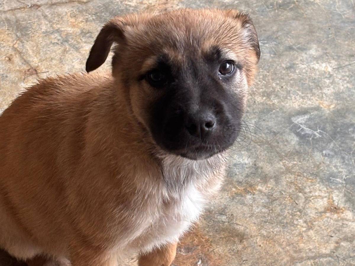 Adotta un cane, femmina, 3 mesi, Ragusa