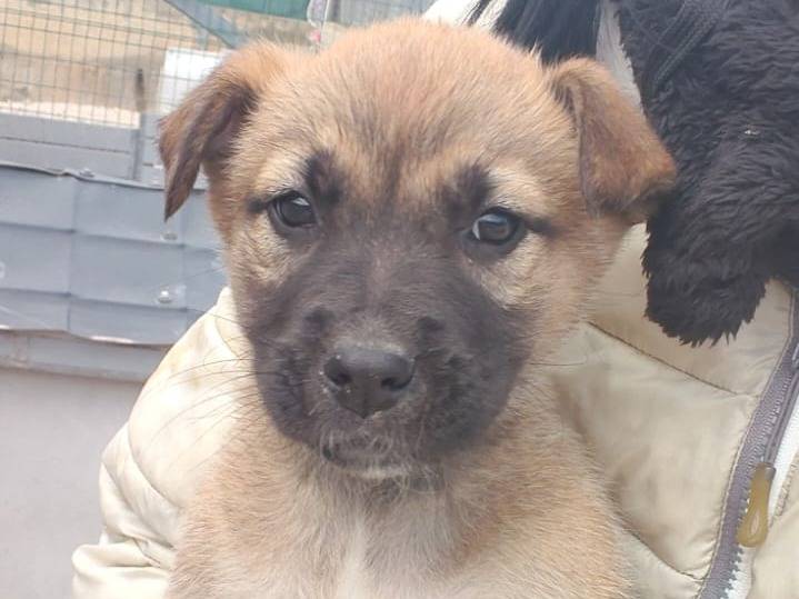 Adotta un cane, taglia media, femmina, Ragusa