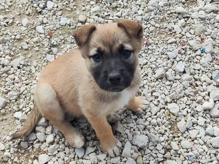 Vuoi adottare un cane a Ragusa?