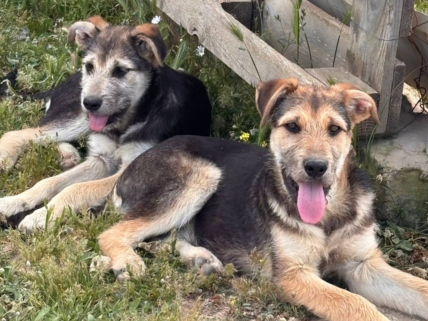 Adozione cane, maschio, Spinone Pastore tedesco, 5 mesi, taglia grande, Ragusa