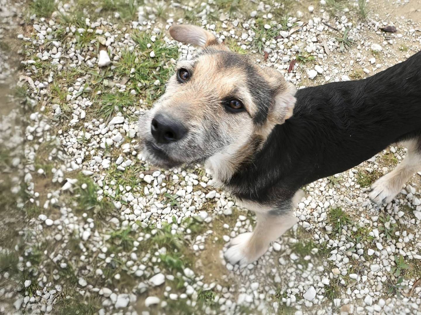 Adotta un cane, maschio, 5 mesi, Ragusa