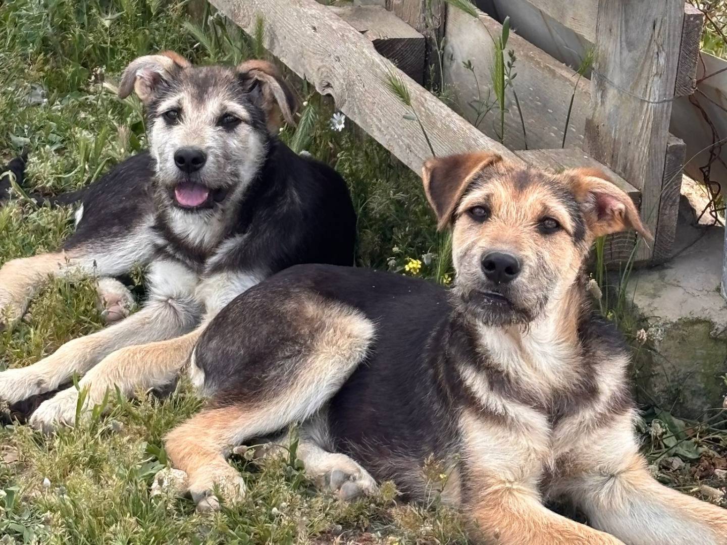 Adotta un cane, taglia grande, maschio, Ragusa