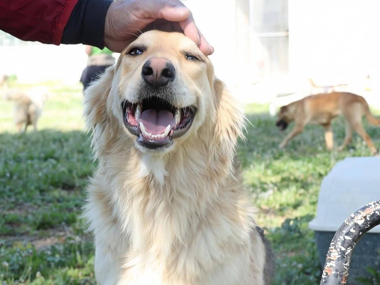 Adozione cane, maschio, Razza sconosciuta Razza sconosciuta, 1 anno e 2 mesi, taglia media, Ragusa