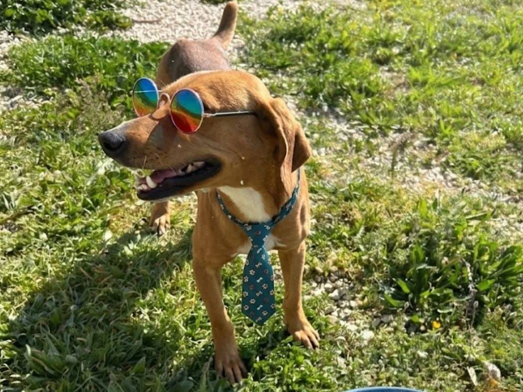 Adozione cane, maschio, Segugio Razza sconosciuta, 2 anni e 3 mesi, taglia media contenuta, Ragusa