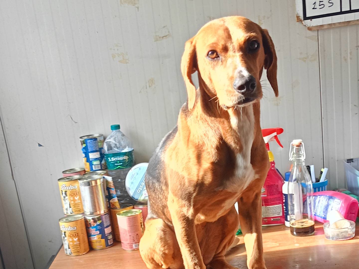 Adotta un cane, maschio, 2 anni e 3 mesi, Ragusa