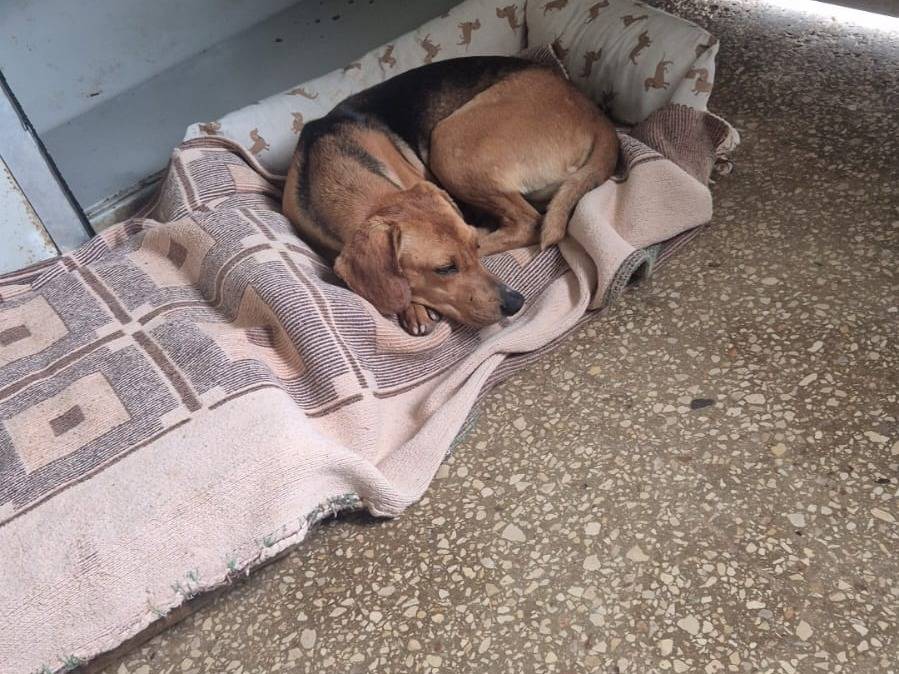 Adotta un cane, taglia media contenuta, maschio, Ragusa