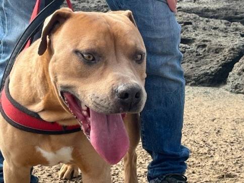 Adozione cane, maschio, Pitbull Razza sconosciuta, 4 anni e 1 mese, taglia grande, Trapani