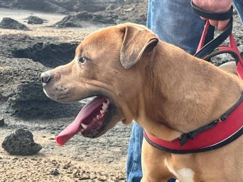 Adotta un cane, maschio, 4 anni e 1 mese, Trapani