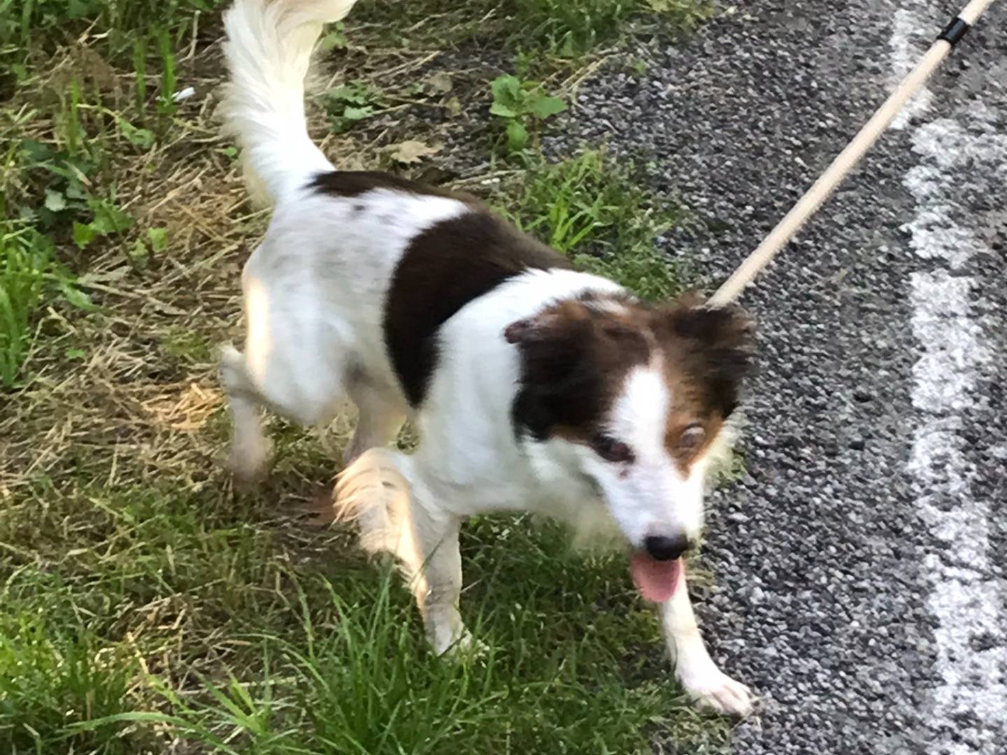 Adozione cane, maschio, Razza sconosciuta Razza sconosciuta, 4 anni e 10 mesi, taglia piccola, Novara