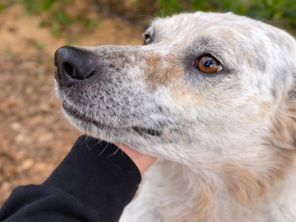 Adozione cane, maschio, Razza sconosciuta Razza sconosciuta, 4 anni e 4 mesi, taglia media, Chieti