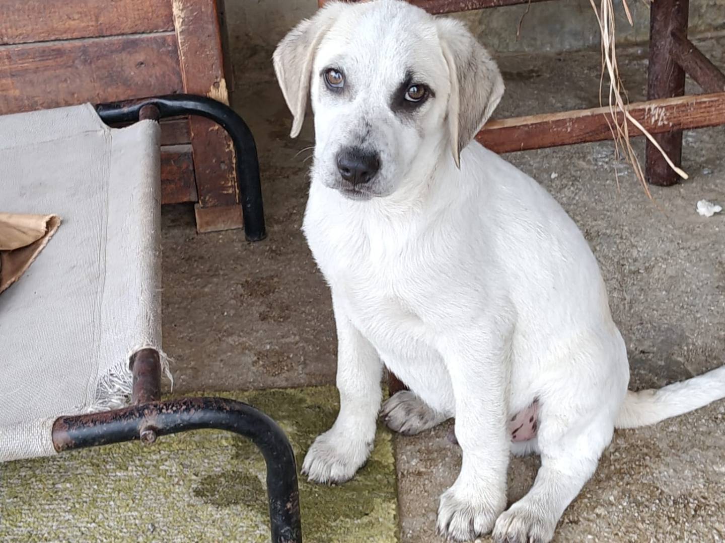 Adozione cane, maschio, Razza sconosciuta Razza sconosciuta, 3 mesi, taglia media, Milano