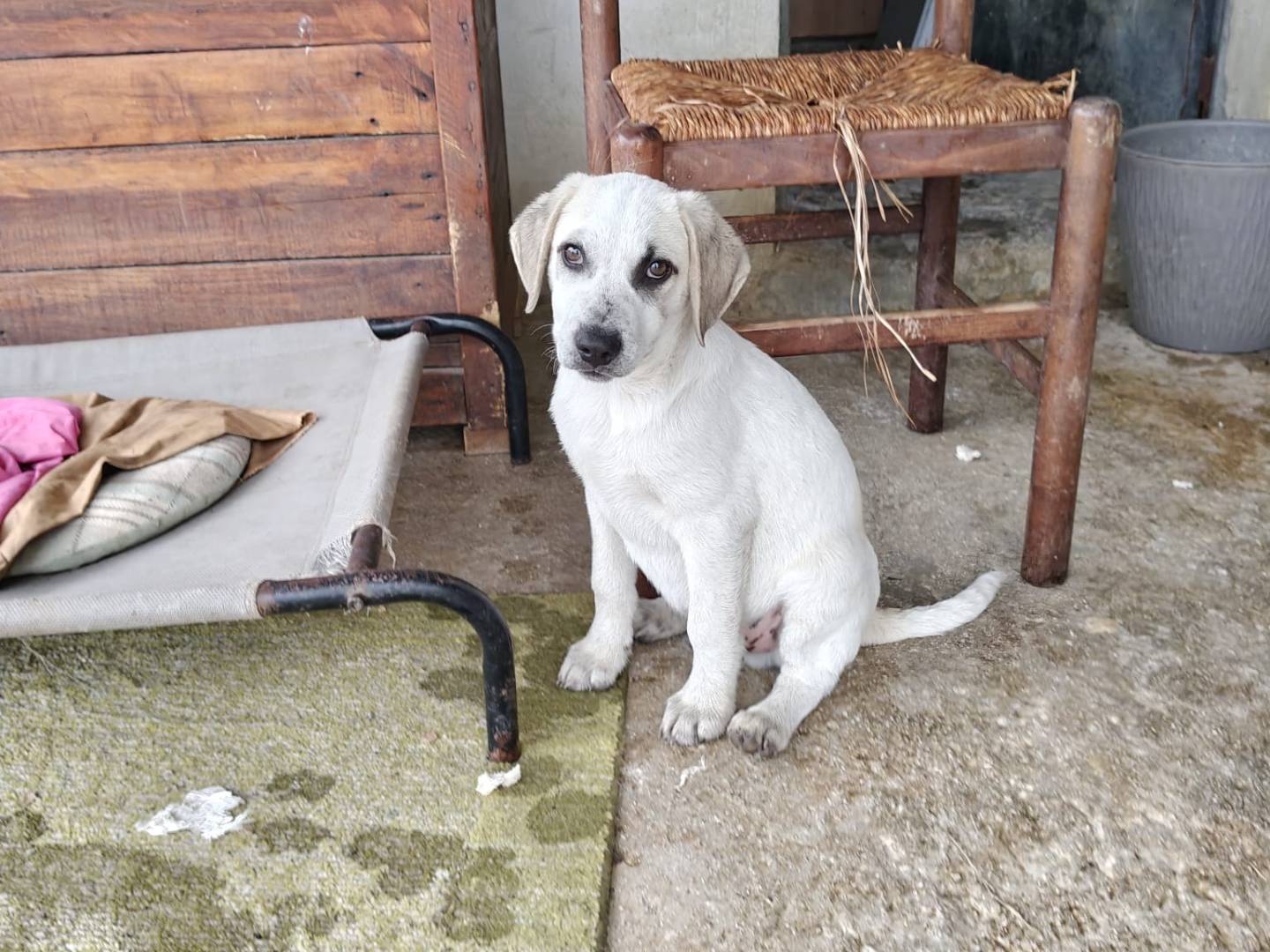 Adotta un cane, maschio, 3 mesi, Milano