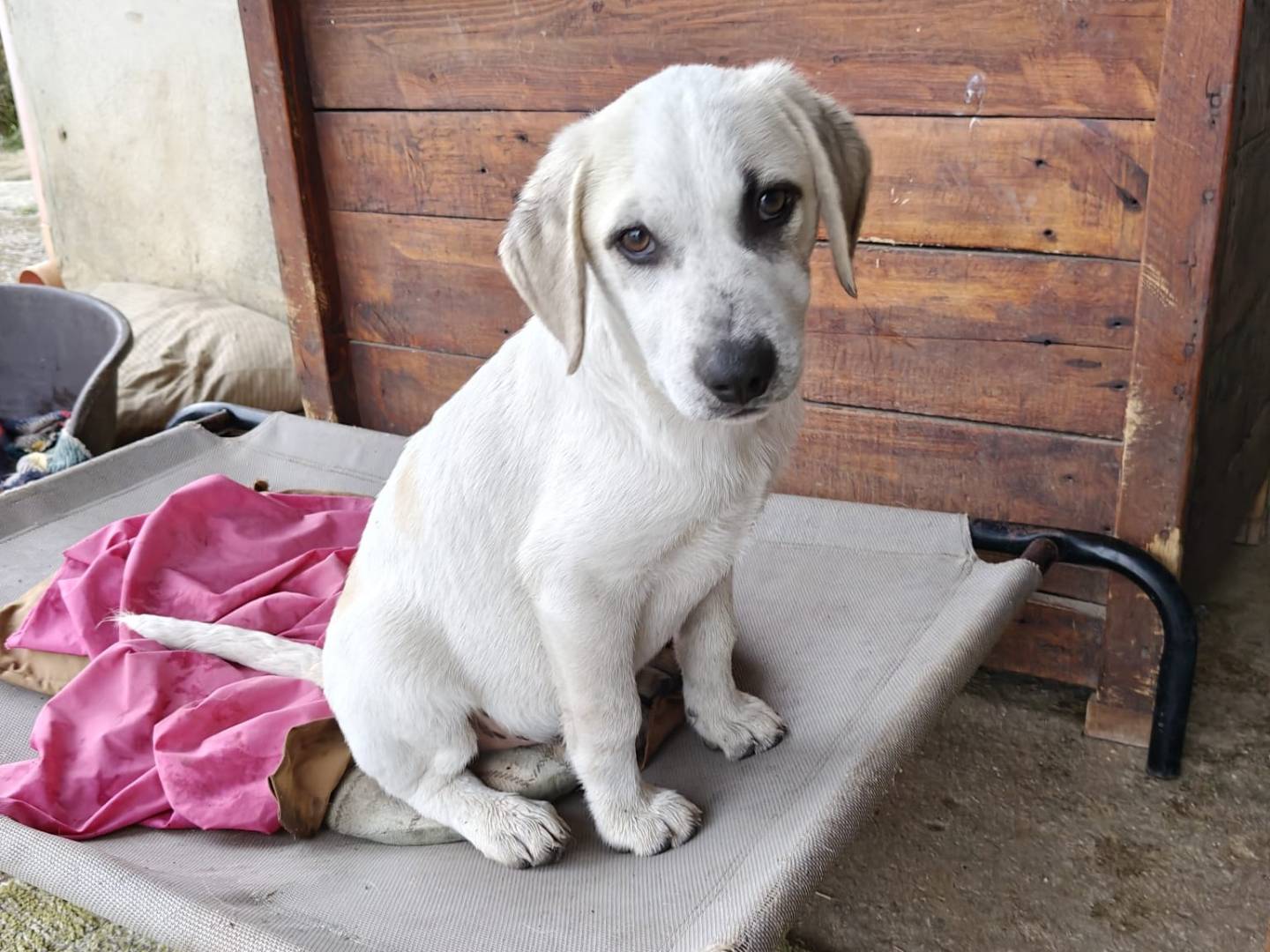 Adotta un cane, taglia media, maschio, Milano