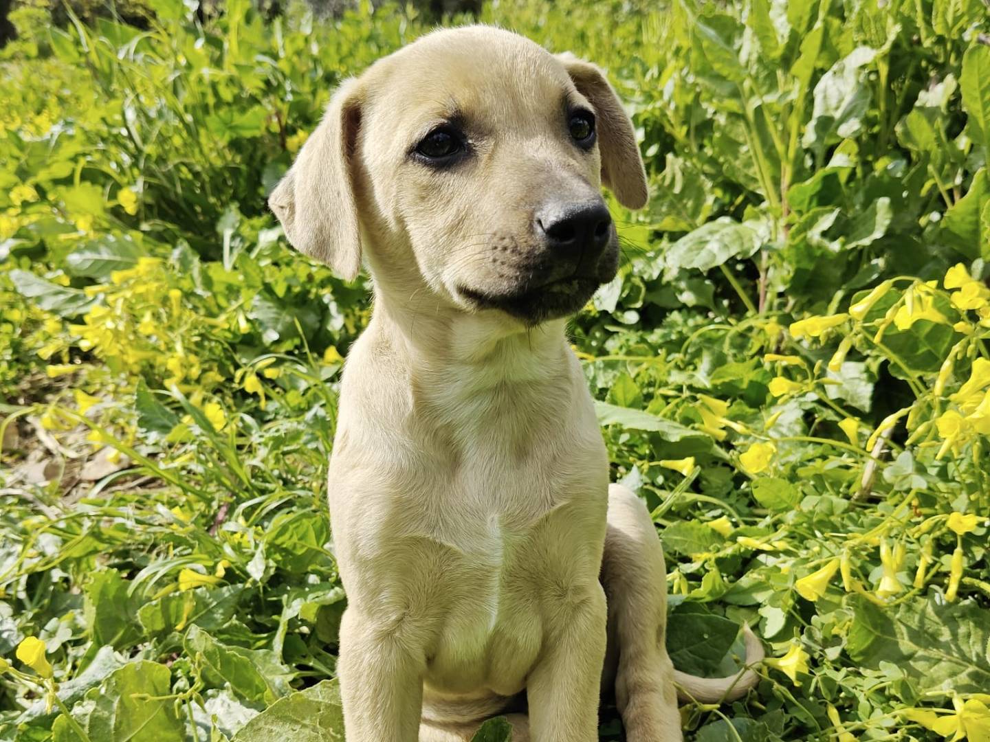 Adotta un cane, femmina, 3 mesi, Milano