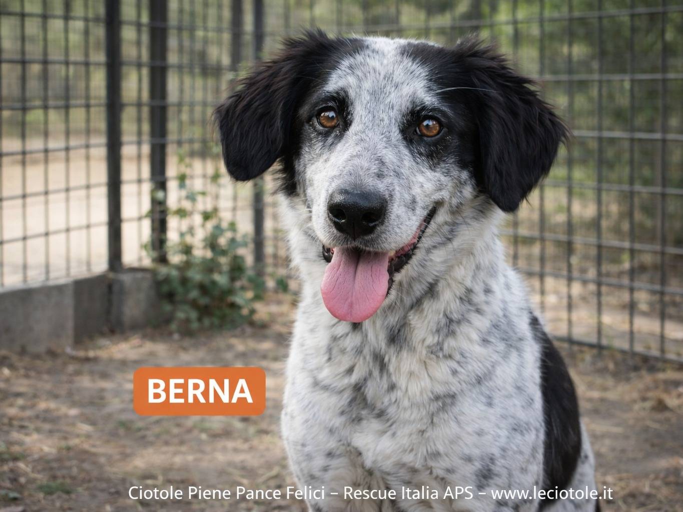 Adozione cane, femmina, Razza sconosciuta Razza sconosciuta, 2 anni e 4 mesi, taglia grande, Frosinone