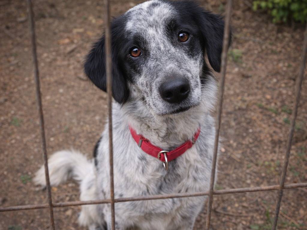 Adotta un cane, taglia grande, femmina, Frosinone