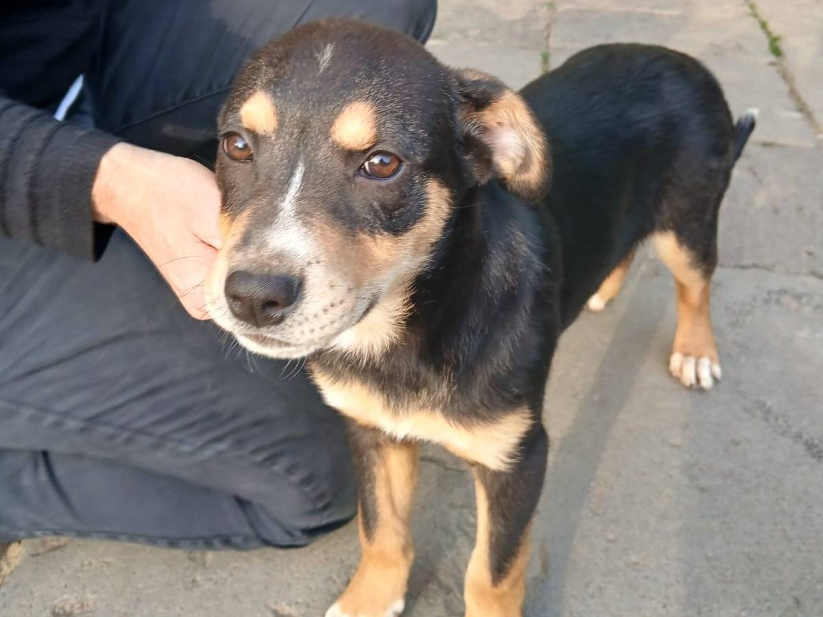 Adozione cane, femmina, Razza sconosciuta Razza sconosciuta, 5 mesi, taglia media, Milano