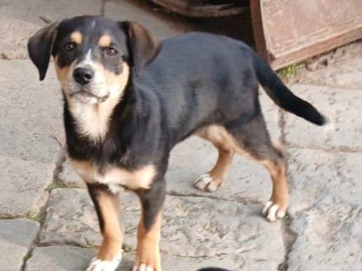 Adotta un cane, femmina, 5 mesi, Milano