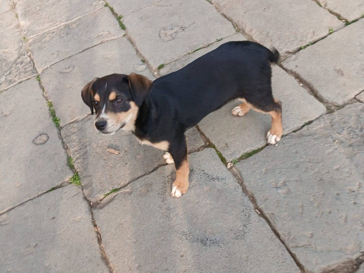 Adotta un cane, taglia media, femmina, Milano