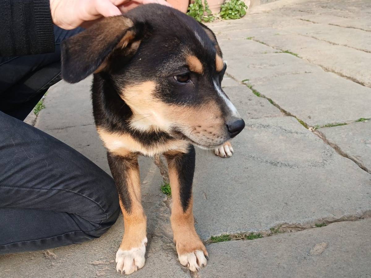 Adotta il cane Nina a Milano