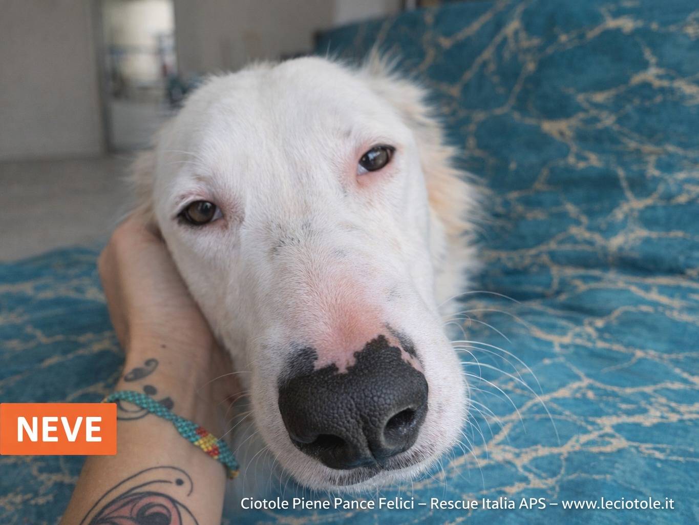 Adozione cane, maschio, Razza sconosciuta Razza sconosciuta, 3 anni e 7 mesi, taglia grande, Latina