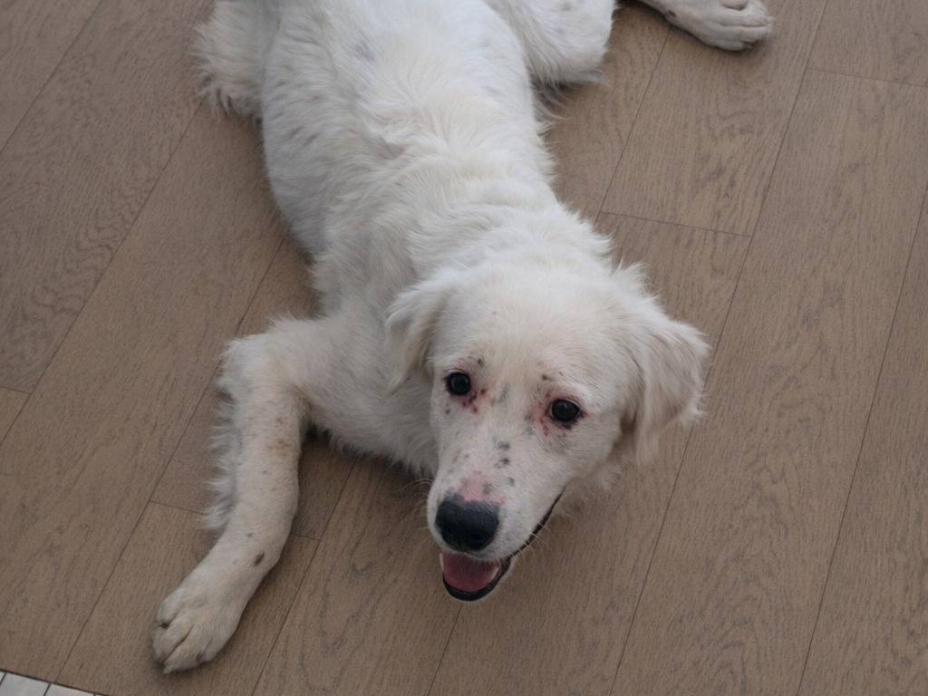 Adotta un cane, maschio, 3 anni e 7 mesi, Latina