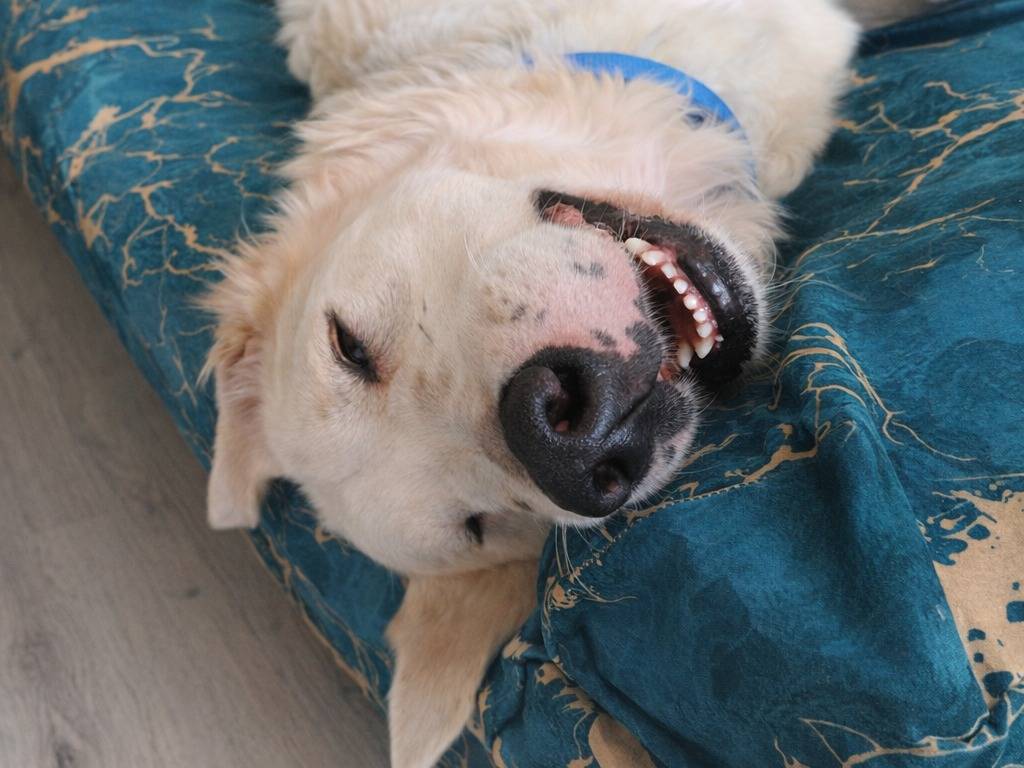 Adotta un cane, taglia grande, maschio, Latina