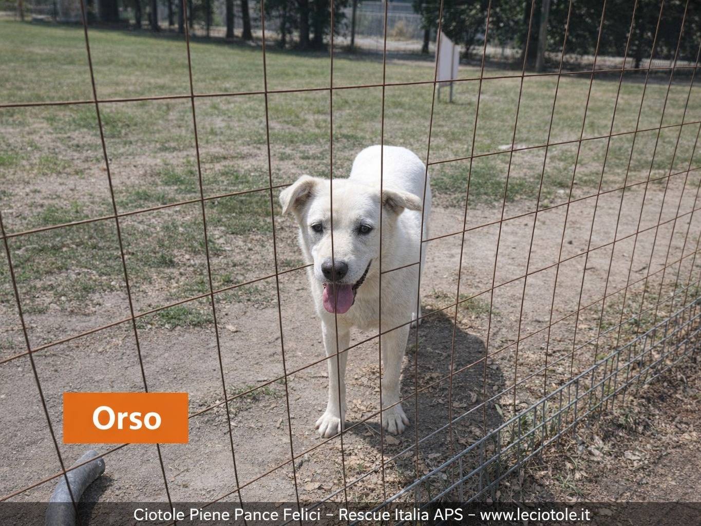 Adozione cane, maschio, Razza sconosciuta Razza sconosciuta, 6 anni e 3 mesi, taglia grande, Napoli