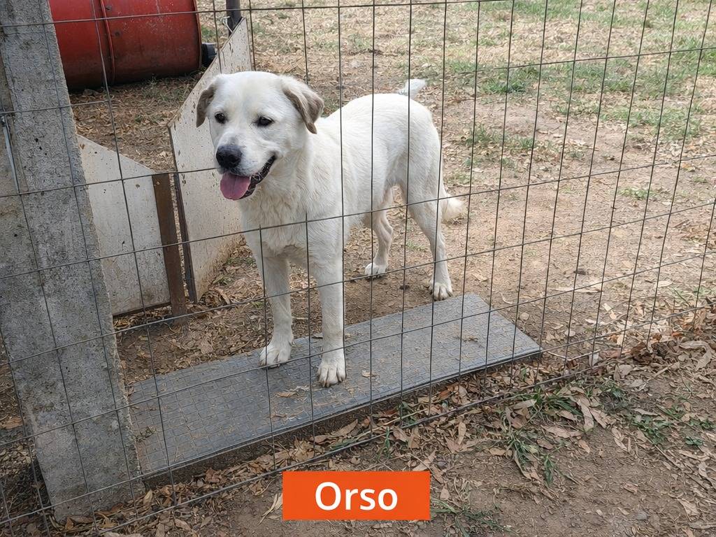 Adotta un cane, maschio, 6 anni e 3 mesi, Napoli