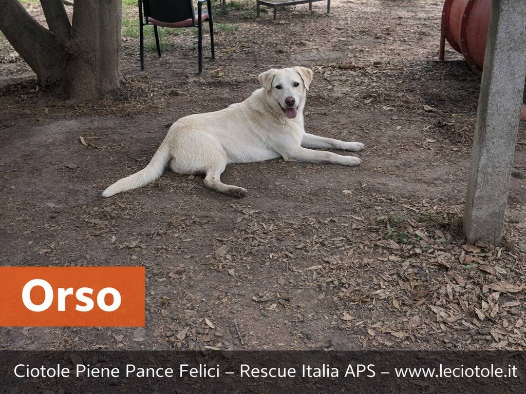 Adotta un cane, taglia grande, maschio, Napoli