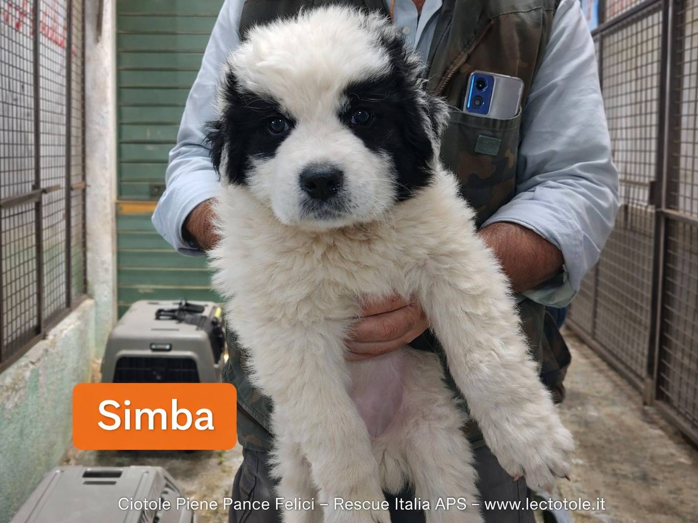 Adozione cane, maschio, Razza sconosciuta Razza sconosciuta, 2 mesi, taglia media contenuta, Avellino