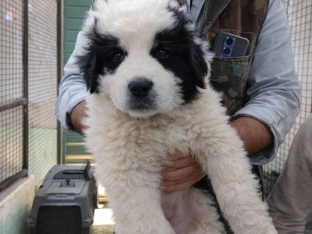 Adotta un cane, maschio, 2 mesi, Avellino