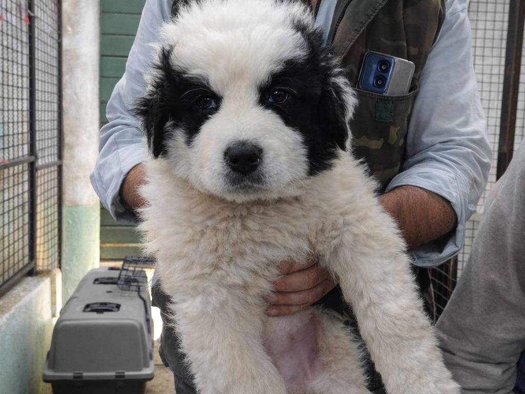 Adotta un cane, taglia media contenuta, maschio, Avellino