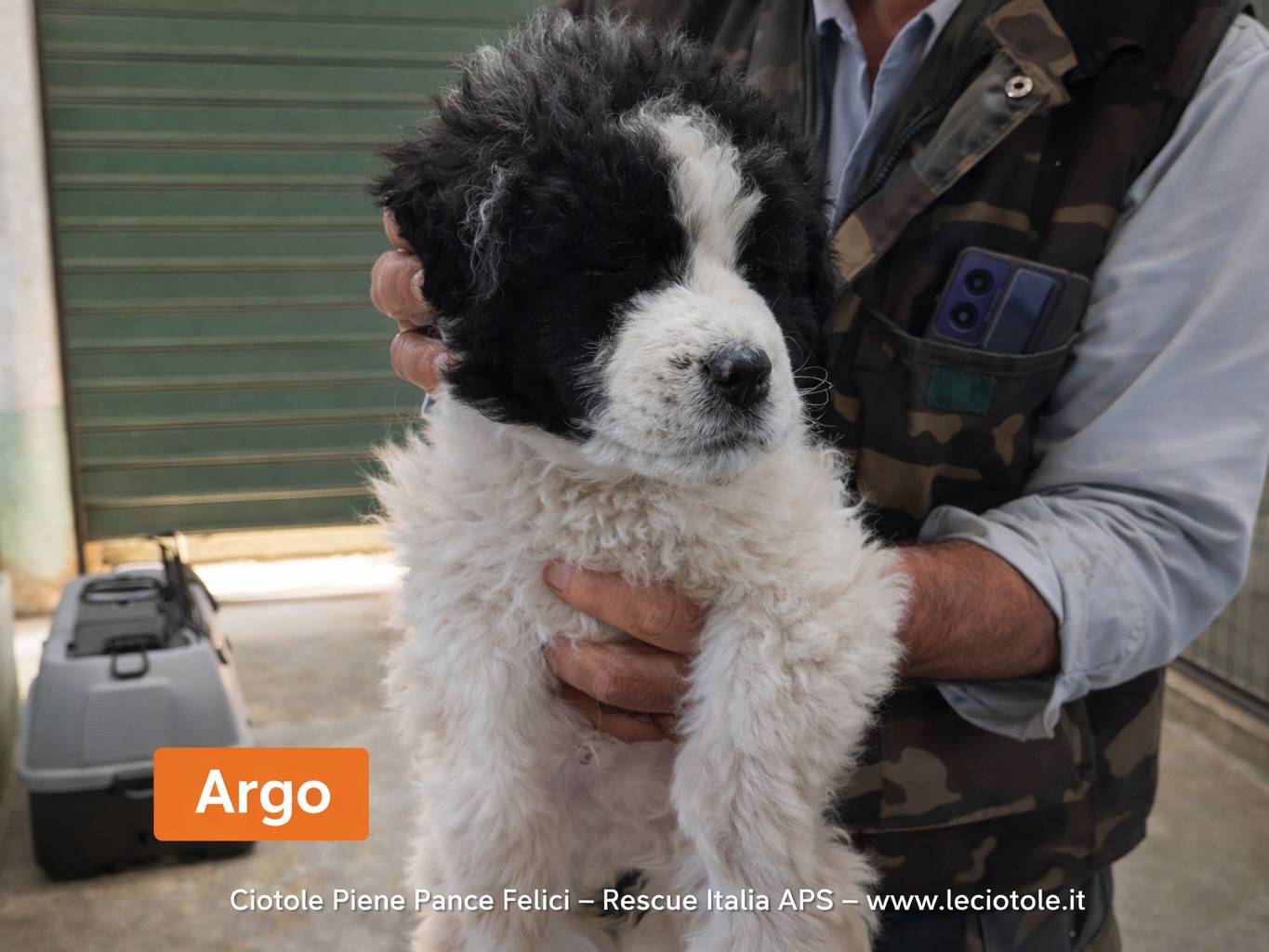 Adozione cane, maschio, Razza sconosciuta Razza sconosciuta, 2 mesi, taglia media contenuta, Avellino
