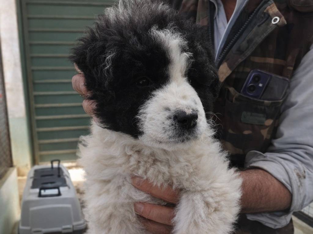 Adotta un cane, maschio, 2 mesi, Avellino