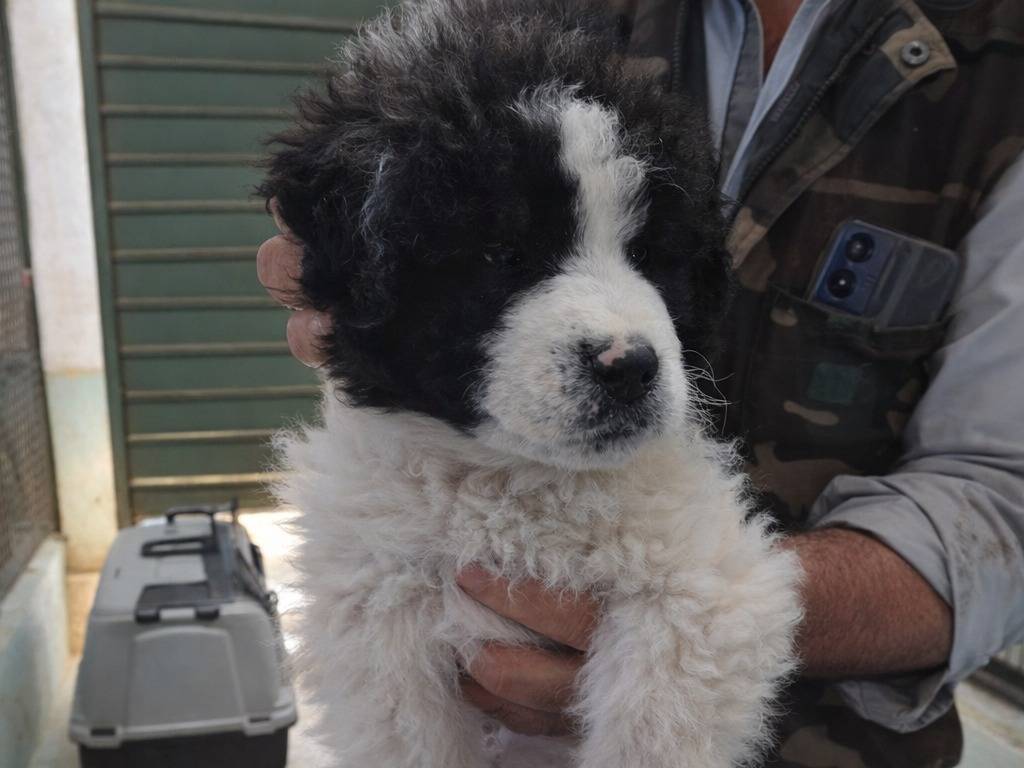 Adotta un cane, taglia media contenuta, maschio, Avellino