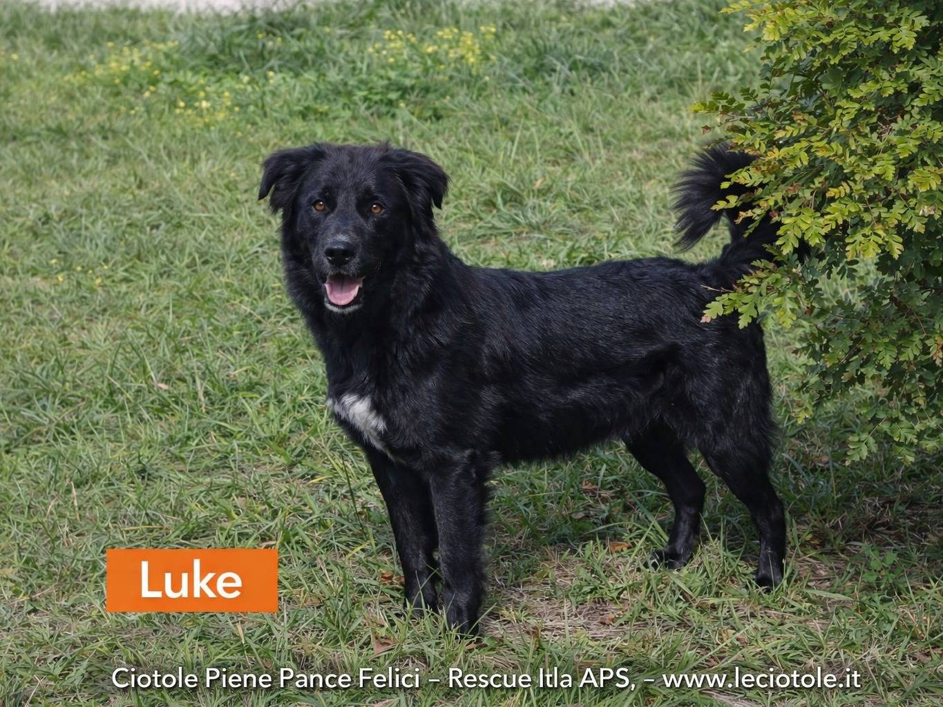 Adozione cane, maschio, Razza sconosciuta Razza sconosciuta, 1 anno e 10 mesi, taglia grande, Avellino