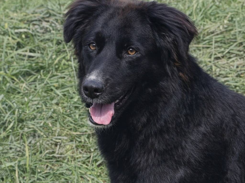 Adotta un cane, maschio, 1 anno e 10 mesi, Avellino