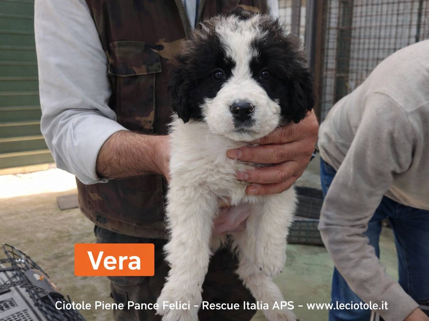 Adozione cane, femmina, Razza sconosciuta Razza sconosciuta, 3 mesi, taglia media contenuta, Avellino