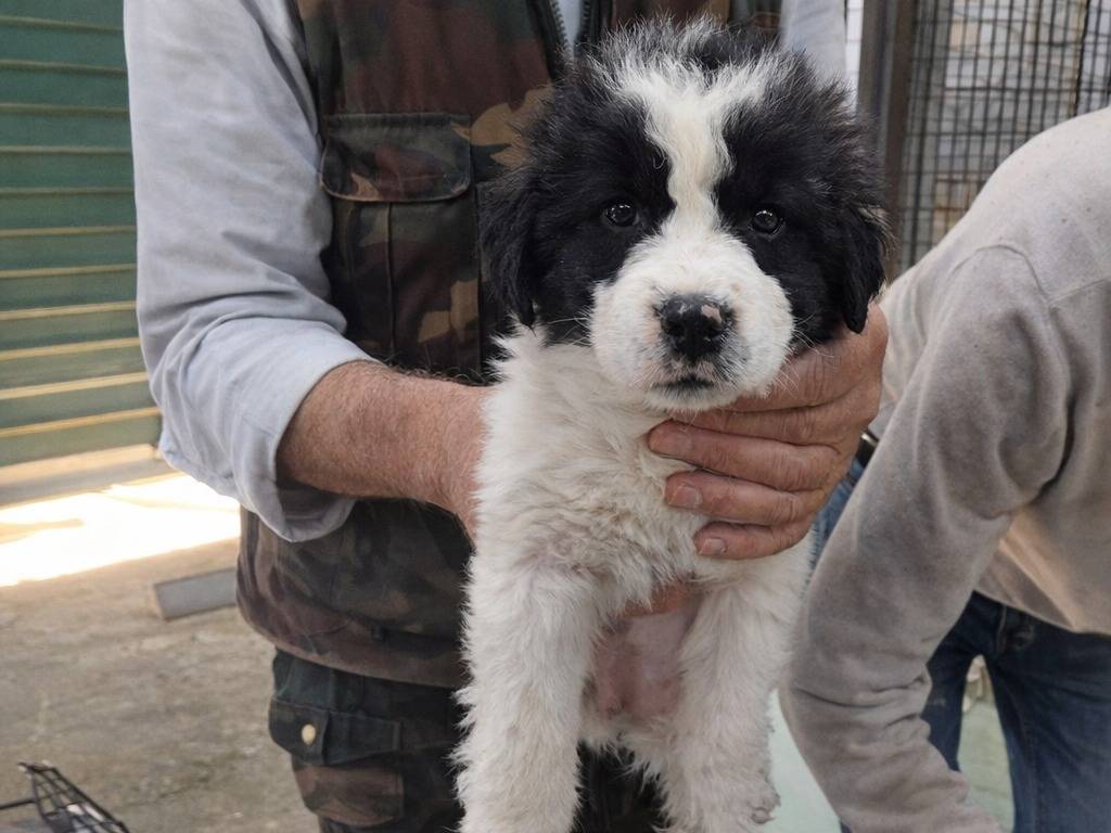Adotta un cane, femmina, 3 mesi, Avellino
