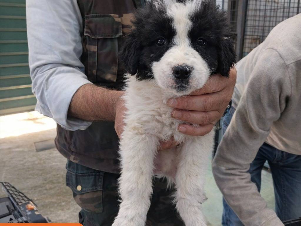 Adotta un cane, taglia media contenuta, femmina, Avellino