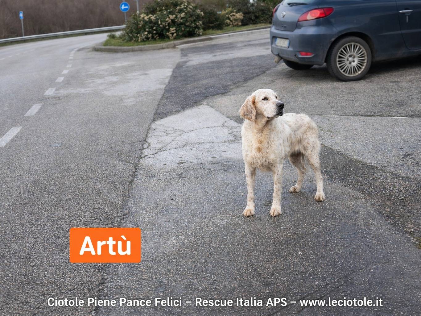 Adozione cane, maschio, Setter Inglese Razza sconosciuta, 5 anni e 2 mesi, taglia media contenuta, Avellino