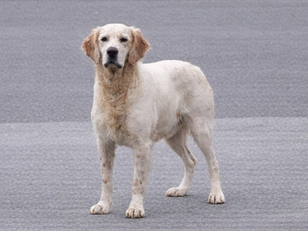 Adotta un cane, maschio, 5 anni e 2 mesi, Avellino