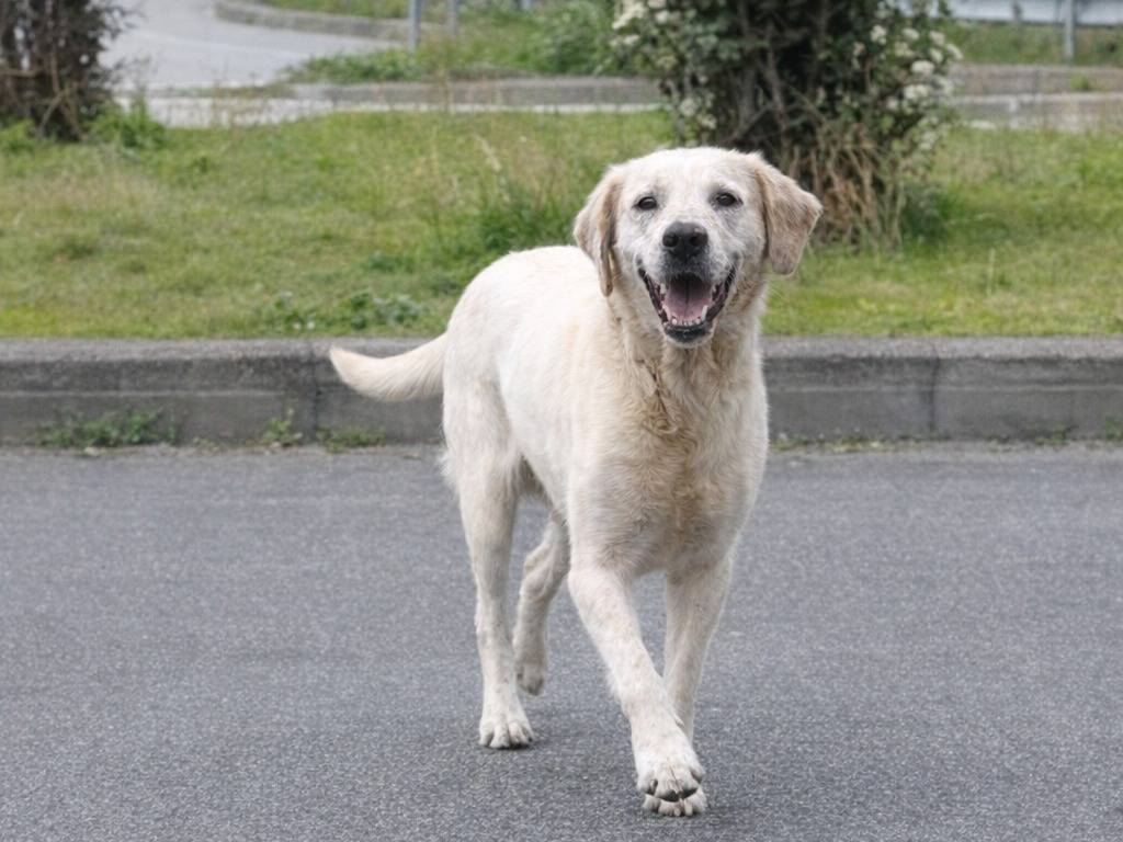 Adotta un cane, taglia media contenuta, maschio, Avellino