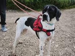 Adozione cane, femmina, Pointer Razza sconosciuta, 4 anni e 5 mesi, taglia media contenuta, Napoli
