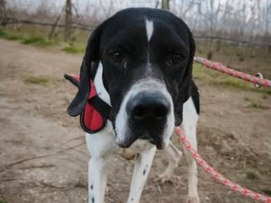 Adotta un cane, femmina, 4 anni e 5 mesi, Napoli