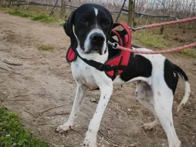 Adotta un cane, taglia media contenuta, femmina, Napoli