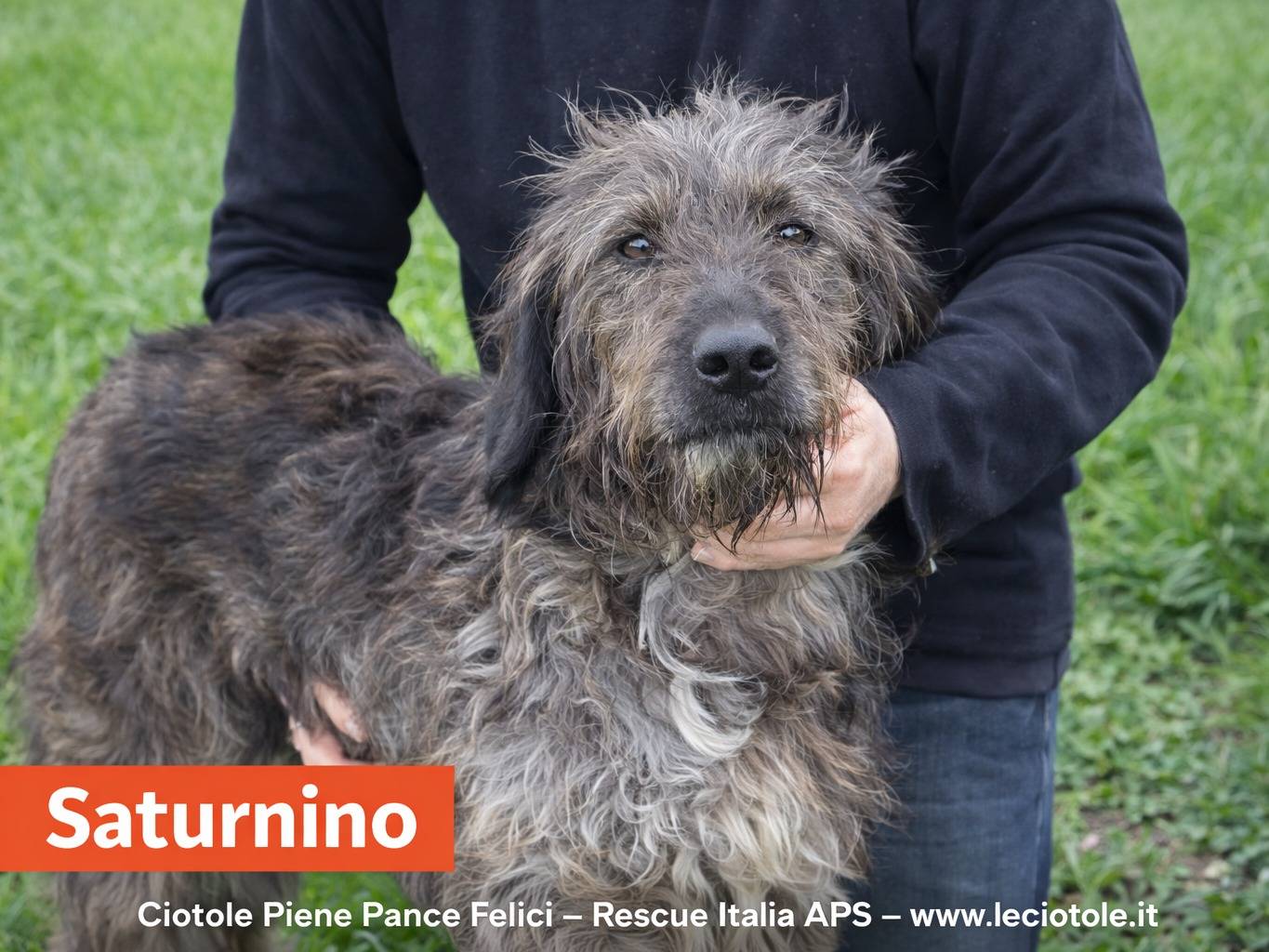 Adozione cane, maschio, Razza sconosciuta Razza sconosciuta, 6 anni e 7 mesi, taglia media, Avellino